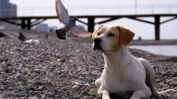 Stray Dog Lies on a Stone Shore of the Sea. Hungry, Wild and Unhappy homeless dog. — Stock Video