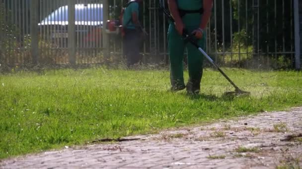 Ember kertész nyírja a füvet a füvön egy benzin fűnyíróval a parkban. Lassú mozgás — Stock videók