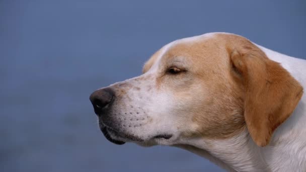 Tlama toulavého psa zblízka. Wild White s červeným osamělým psem se dívá do dálky — Stock video