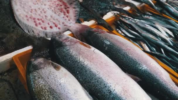 Friss tengeri hal a jégen eladva a Seafood utcai piac bemutatóján. — Stock videók