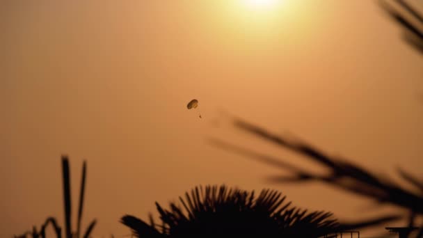 Parasailing en Sunset. Paracaídas volando en cuerda detrás del barco. Vista a través de la silueta de hojas de palma . — Vídeos de Stock