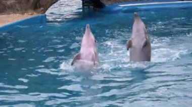 Dolphinarium 'daki Yunuslar Havuzda Numara Yapıyor. Suda Çember çizen komik yunuslar