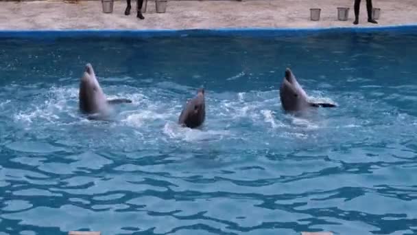 Дельфины в дельфинарии выполняют трюки в бассейне. Смешные дельфины, кружащие в воде — стоковое видео