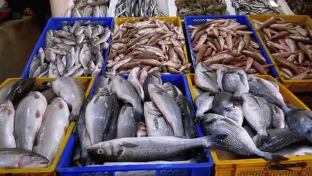 Fresh Sea Fish in Ice Sold on the Showcase of Seafood Street Market. — Stock Video