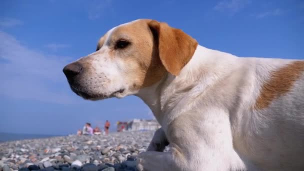 Zbloudilý pes leží na kamenném břehu moře. Hladový, divoký a nešťastný pes bez domova. — Stock video