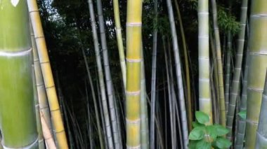 Bambu Korusu. Egzotik Ormanda Yeşilin Yüksek Kökleri Büyüyor.