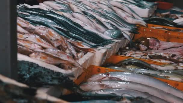 해산물 시장 의전 시장에서 판매되고 있는 얼음 속의 신선 한 바 다 고기. — 비디오