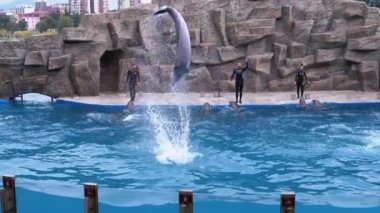 Dolphinarium 'daki Yunuslar Havuzda Takla Atlıyor. Ağır çekim. Yunus gösterisi.