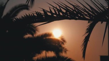 Portakal Güneşinin batışı Palm Leaves 'in siluetinde