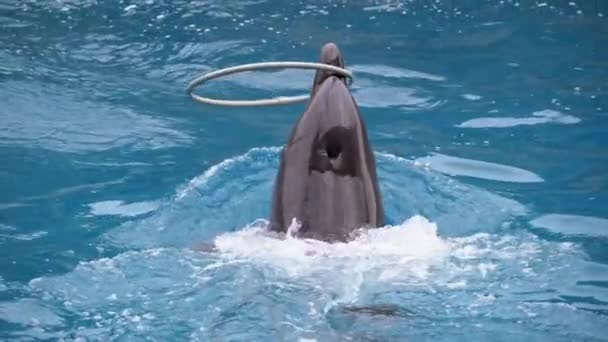 Delphin im Delphinarium führt Kunststücke mit Ringen im Pool aus. Delfinshow — Stockvideo