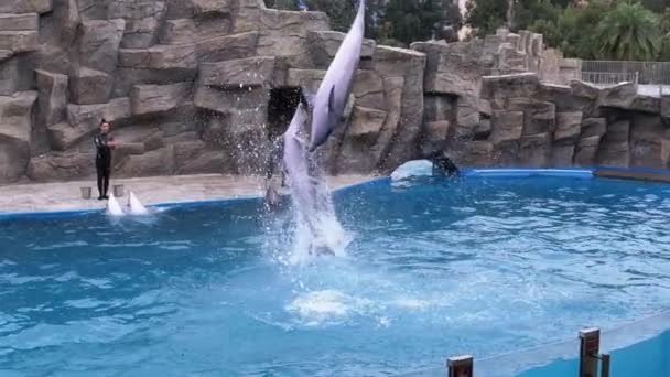 Skupina Delfíni v delfináriu skáče Somersaults v bazénu. Pomalý pohyb. Dolphin show. — Stock video