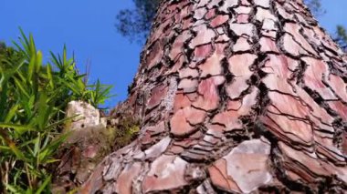 Gökyüzüne karşı ormanda çam ağacı gövdesi. Deniz kenarı çam kabuğu. Pinus Pinaster. Pinaceae.