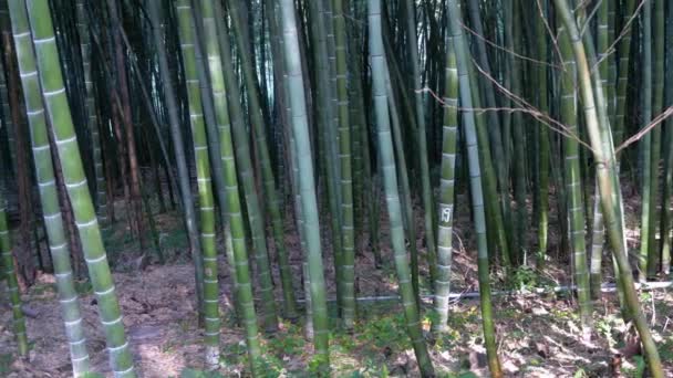 Bambusowy gaj. Wysokie pędy zielonego bambusa rośnie w egzotycznym lesie. — Wideo stockowe