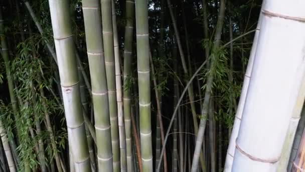 Bambusový háj. Vysoké stonky zeleného bambusu rostoucí v exotickém lese. — Stock video