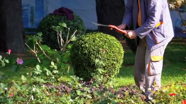 Jardinier avec ciseaux coupe un buisson vert dans le jardin du parc. Mouvement lent — Video