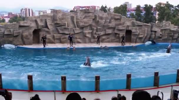 Grupo Dolphins in Dolphinarium Dançando na piscina. Gargalo. Espectáculo de golfinhos . — Vídeo de Stock