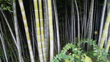 Bambu Korusu. Egzotik Ormanda Yeşilin Yüksek Kökleri Büyüyor.