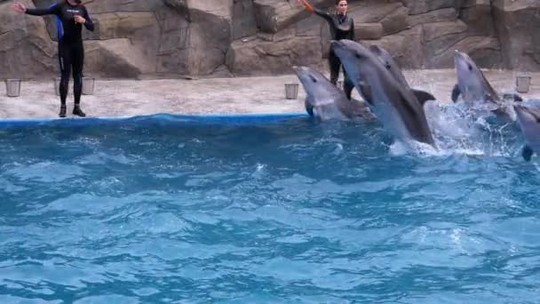 Golfinhos de grupo em Dolphinarium Saltos na piscina. Movimento Lento. Espectáculo de golfinhos . — Vídeo de Stock