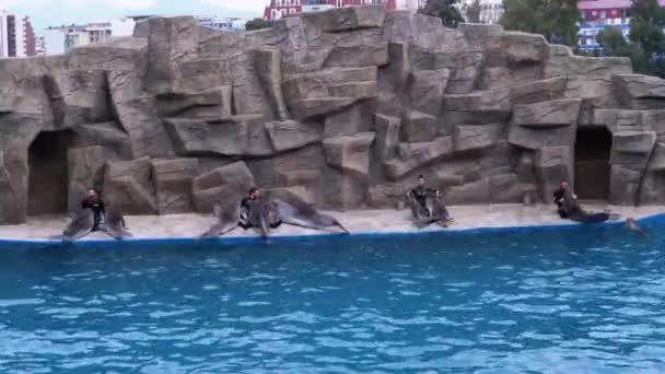 Delfines de grupo en el delfinario Realizar trucos en la piscina. La nariz de botella. Espectáculo de delfines — Vídeos de Stock