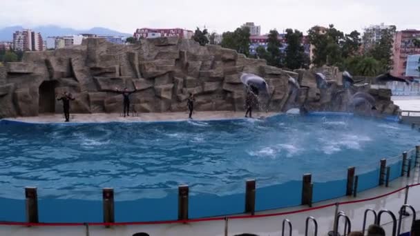 Gruppedelfiner i Dolphinarium Jumps Somersaults i basseng – stockvideo