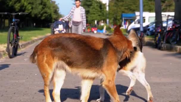 Two Yard Stray Dogs spelen tussen Hen in het Park op de Sidewalk. Langzame beweging — Stockvideo