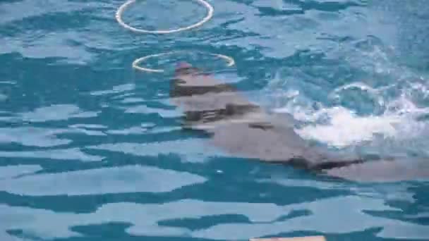 Dolphin in Dolphinarium Performs Tricks with Rings in the Pool. Dolphin Show — Stock Video