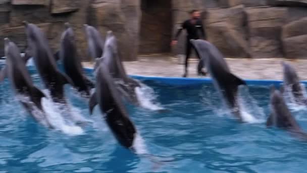 부리나 륨에 있는 집단 돌고래들 이 수영장에서 뛰어 내린다. 느린 동작. 돌고래 쇼. — 비디오