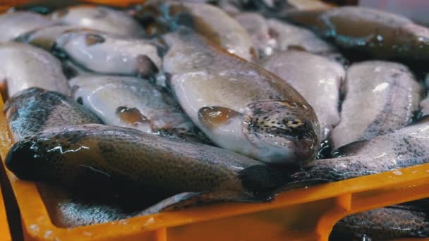 Verse zeevis in ijs op de toonbank van de vismarkt. Vis verkocht op straat. — Stockvideo