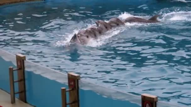 Группа пловцов-дельфинов, обнимающихся в дельфинарии бассейна. Slow Motion — стоковое видео