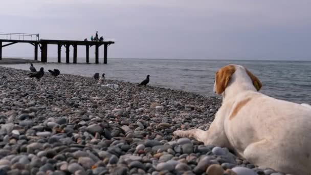 ホームレスの空腹の犬は鳩を捕食し、海の石の海岸に横たわっています。野生の不幸な野良犬. — ストック動画