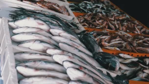 Морская рыба во льдах продается на витрине уличного рынка Сиафуд . — стоковое видео