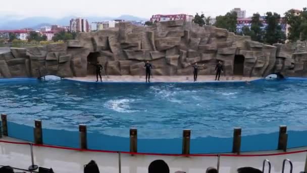 Golfinhos de grupo em Dolphinarium Saltos na piscina. Gargalo. Golfinho Show — Vídeo de Stock