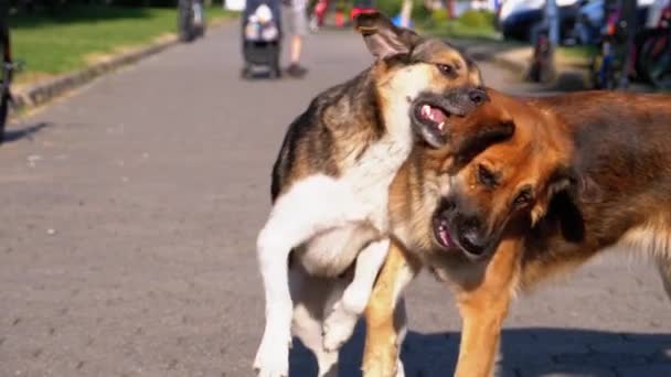 Dos perros callejeros del patio juegan entre sí en el parque en la acera. Moción lenta — Vídeos de Stock