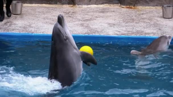 Delfin játszik a labdával a Delfináriumban a medencénél. Lassú mozgás. Delfinbemutató — Stock videók