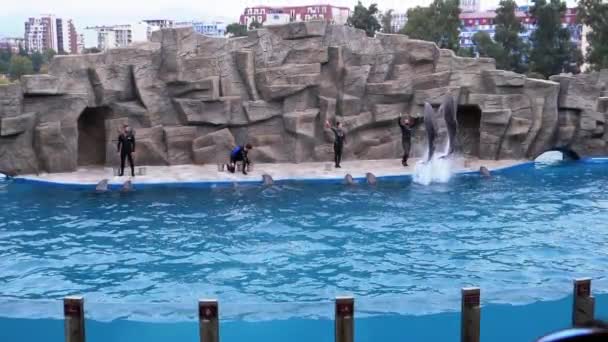 Grupo de delfines en el delfinario Salta en la piscina. A cámara lenta. Espectáculo de delfines . — Vídeos de Stock