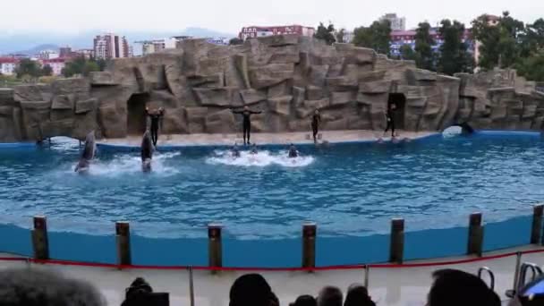 Групповые трюки дельфинов в дельфинарии в бассейне — стоковое видео