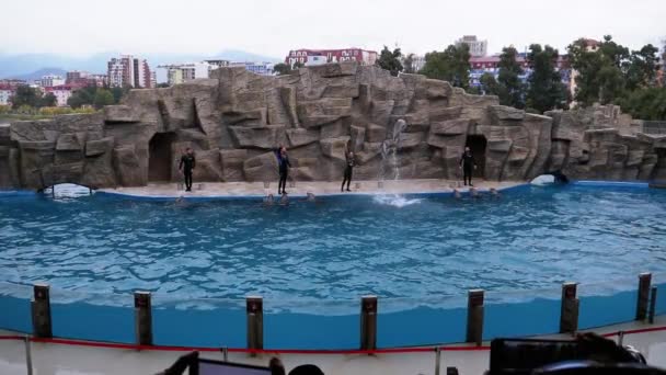 Golfinhos de grupo em Dolphinarium Saltos na piscina. Movimento Lento. Espectáculo de golfinhos . — Vídeo de Stock