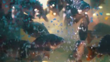 Süpermarkette Canlı Balık Satılık Akvaryum