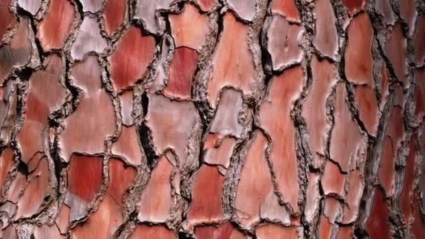 Textura de corteza de pino en tronco en el bosque. Pinus Pinaster. Corteza de pino de playa . — Vídeos de Stock