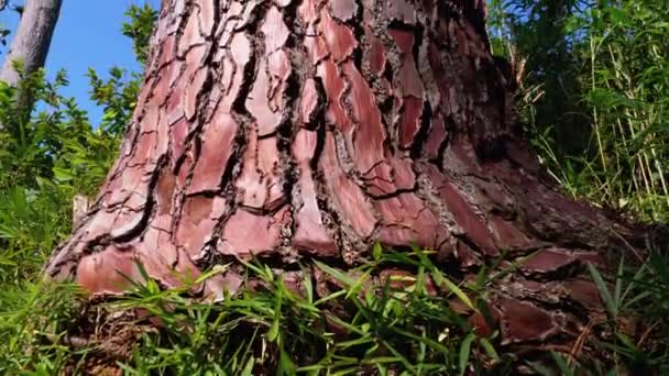 Tronco de pino en el bosque contra el cielo. Seaside Pine Bark. Pinus Pinaster. Pináceas . — Vídeos de Stock