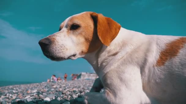 El perro callejero yace en una costa de piedra del mar. Perro hambriento, salvaje e infeliz sin hogar . — Vídeo de stock