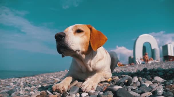 Zbloudilý pes leží na kamenném břehu moře. Hladový, divoký a nešťastný pes bez domova. — Stock video
