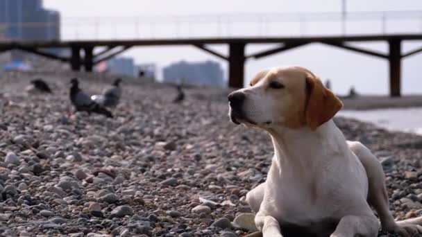 El perro callejero yace en una costa de piedra del mar. Perro hambriento, salvaje e infeliz sin hogar . — Vídeo de stock