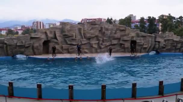 Group Dolphins in Dolphinarium Perform Tricks in the Pool — стокове відео