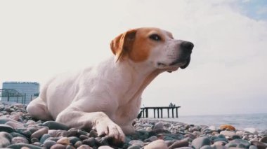 Evsiz Aç Köpek güvercinleri avlıyor ve Denizin Taş Sahili 'nde Yatıyor. Vahşi, mutsuz sokak köpeği..