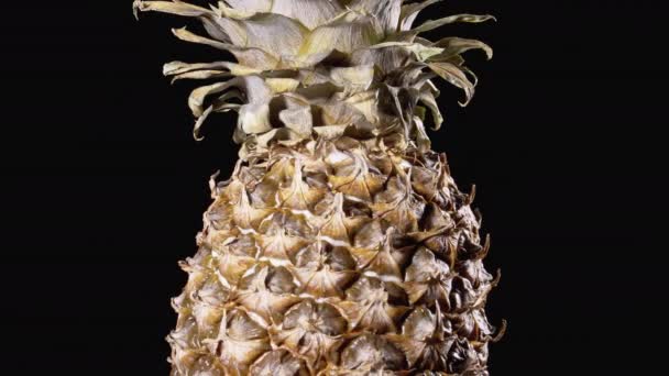 Ananas tourne sur un fond noir. Détail de la peau et de la couronne de l'écaille d'ananas. 4K — Video