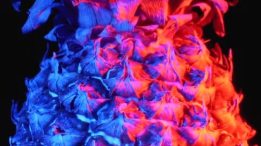 Pineapple with Red and Blue Backlight Rotates on a Black Background
