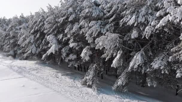 Widok z lotu ptaka na zimowy las sosnowy i ścieżka śnieg na słoneczny dzień — Wideo stockowe