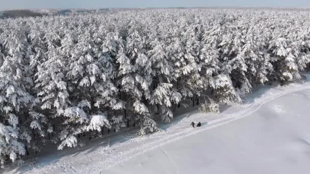 Vue aérienne sur la forêt de pins d'hiver et le sentier enneigé avec les gens par une journée ensoleillée — Video