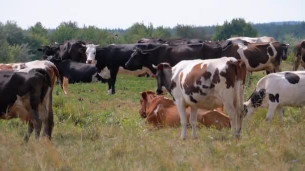 Стадо корів Пазує на лузі. Літній день — стокове відео